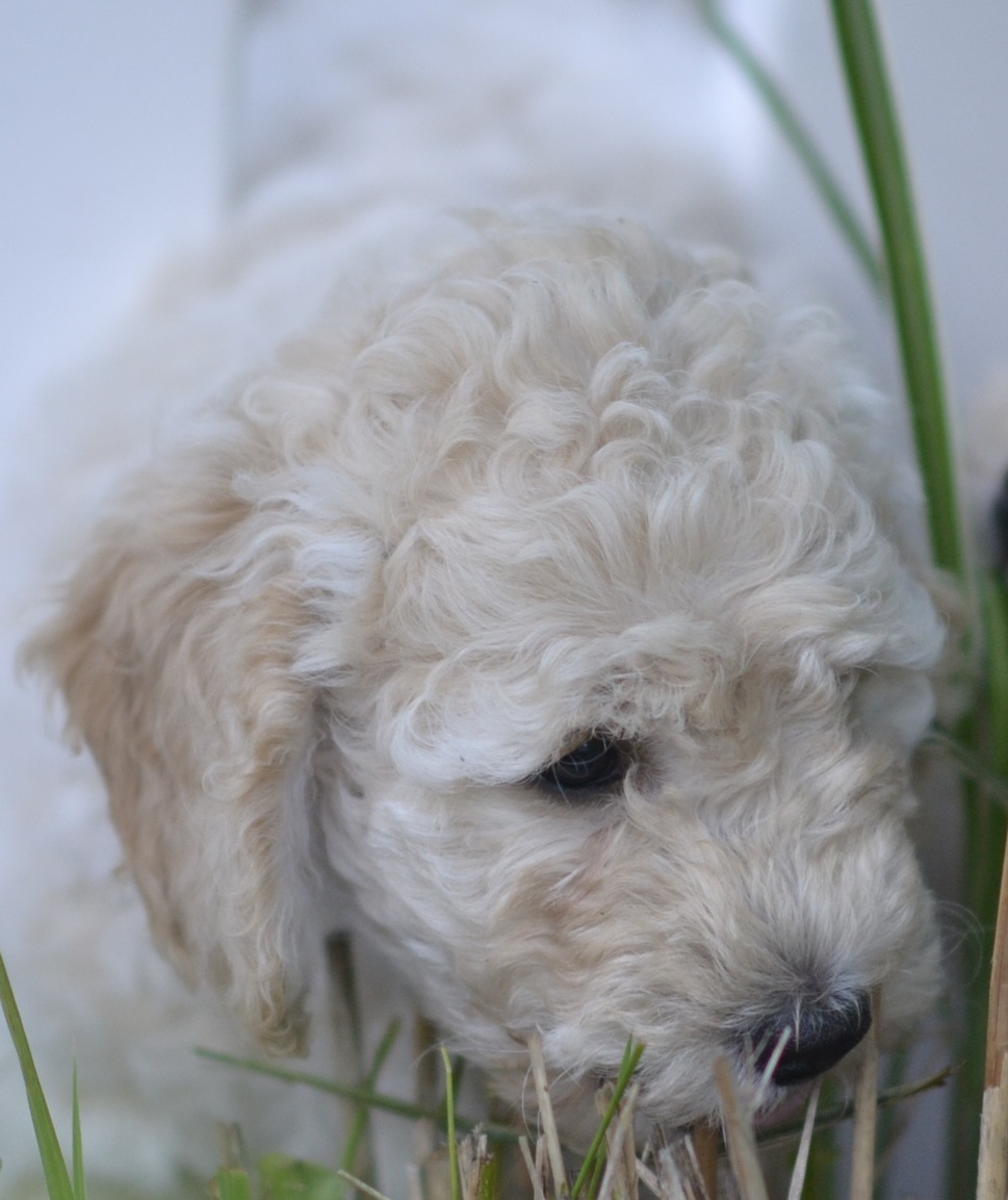 Australian Labradoodle puppy for sale in RI