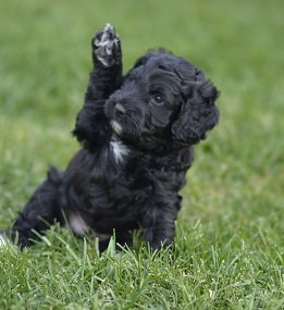 Labradoodle puppy lives in Massachusetts