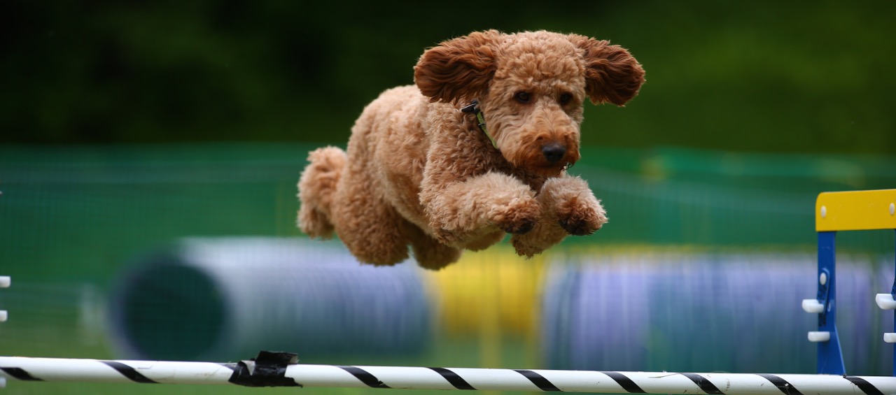 F3 red  labradoodle agility jump